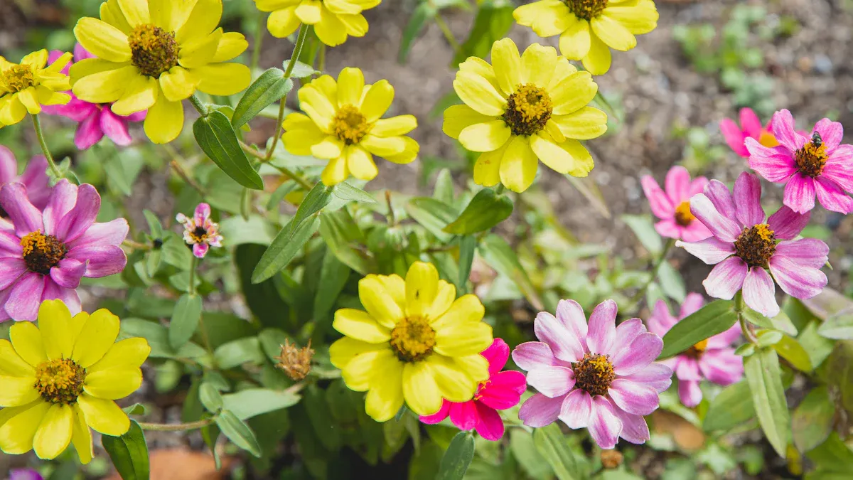 How to Fix Brown Spots on Zinnia Plants