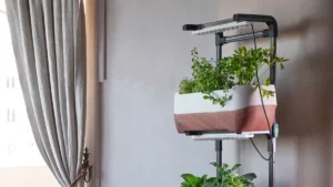 Complete Guide to Growing Easter Lily Plants Indoors: Tips for Healthy Blooms