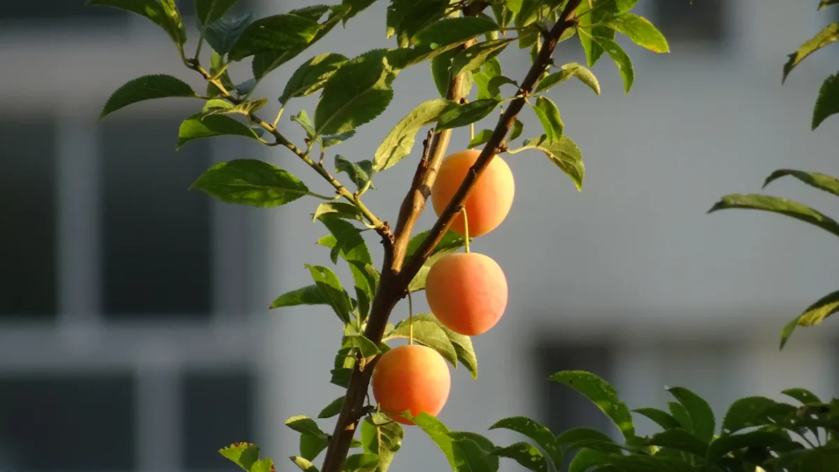 Tips for Growing Fruits Successfully