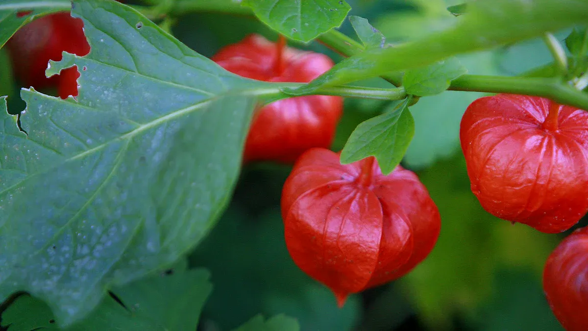 Common Goji Berry Plant Pests