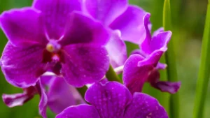 How to Grow Streptocarpus Plant Indoors: Tips for Thriving Houseplants
