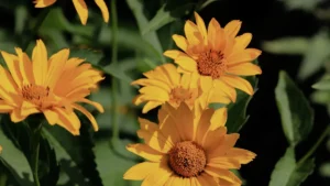 Most Common Moonshine Yarrow Plant Pests: Identification and Treatment Guide