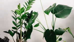 Blue Star Plant in a Pot: How to Care for Your Container Plant Like a Pro