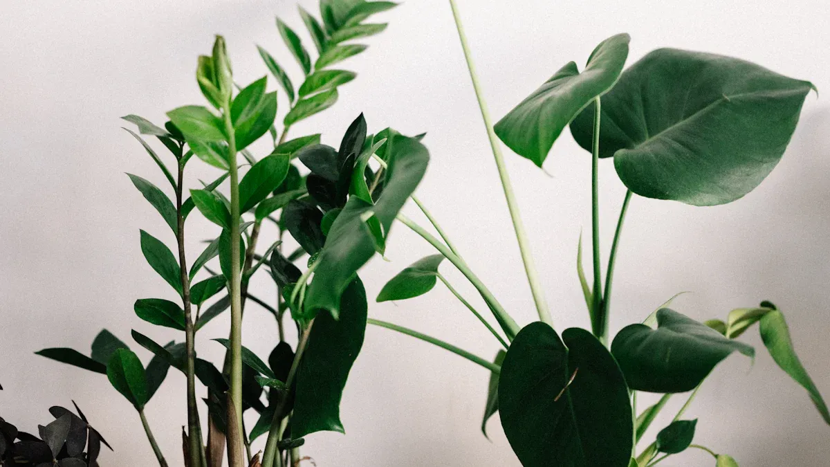 Blue Star Plant in a Pot: How to Care for Your Container Plant Like a Pro