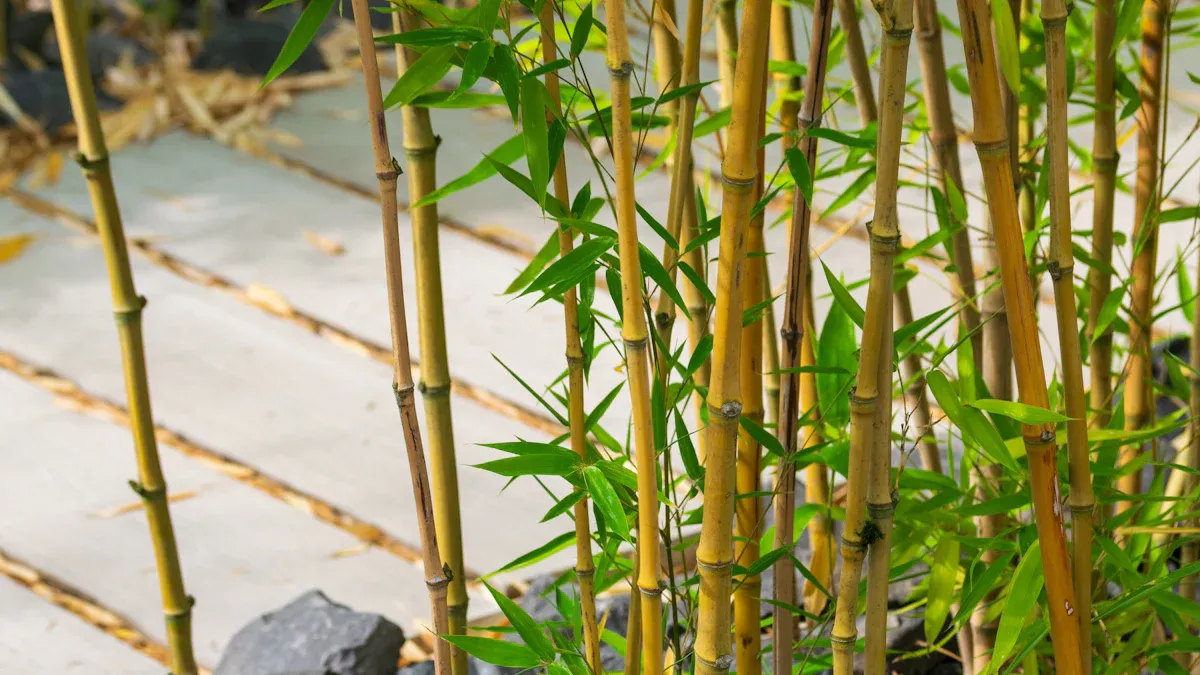 Soil Types for Bamboo