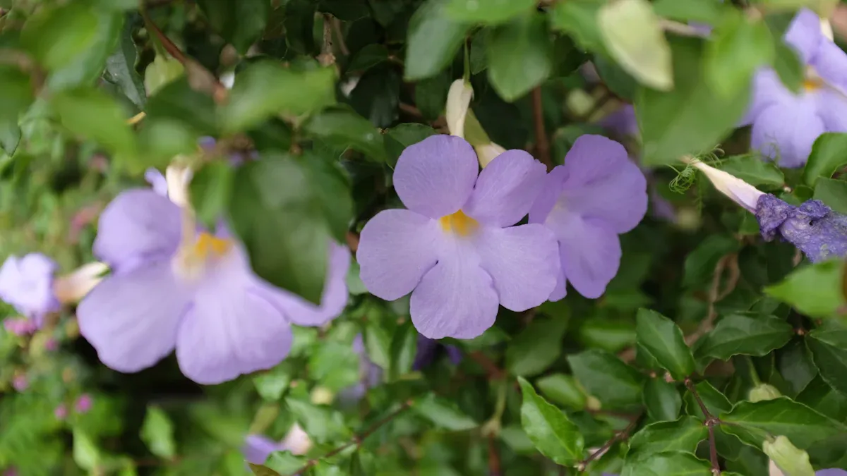 Light for Streptocarpus