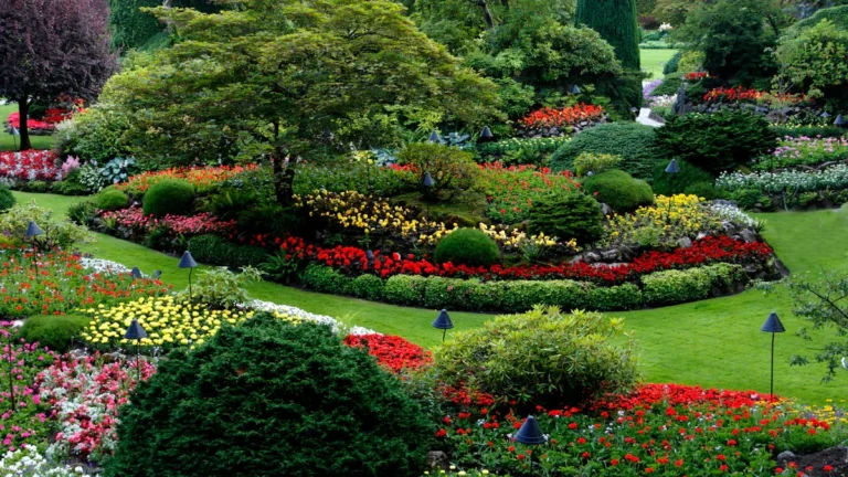 Size Matters: Choosing the Right Anubias Plant for Your Landscape or Aquarium