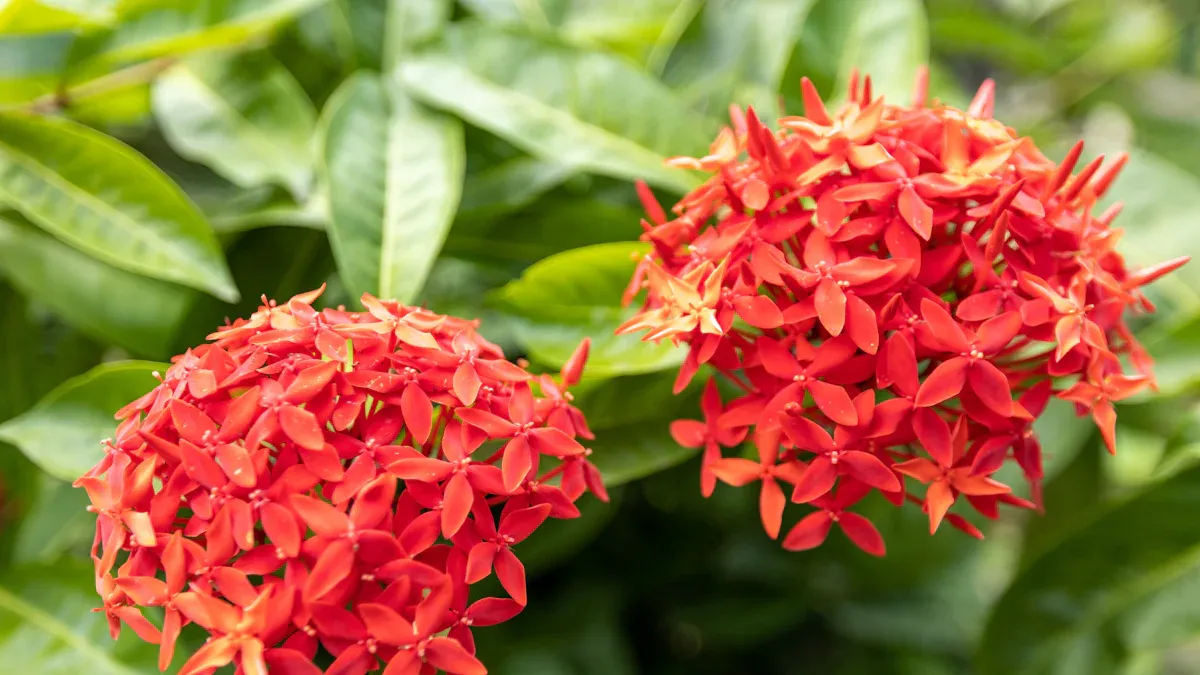 Overview of Ixora Plants