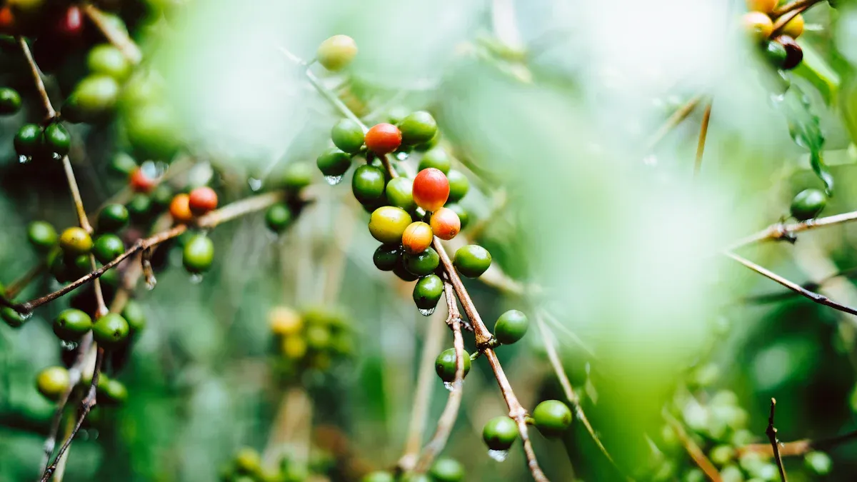 Identifying Mealybugs