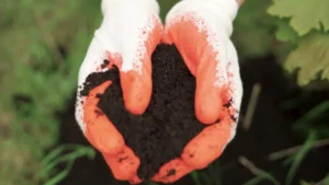 Soil Health and Denitrification: The Relationship That Impacts Plant Growth