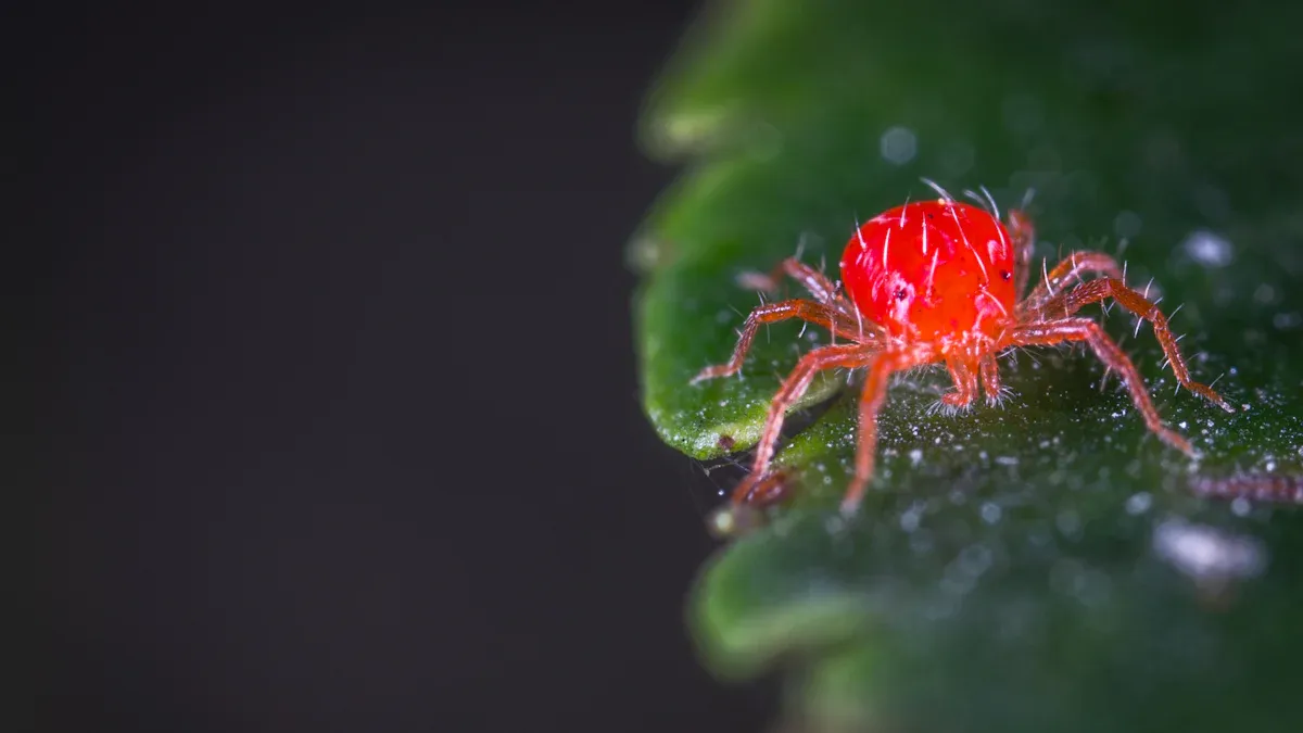 Aphids