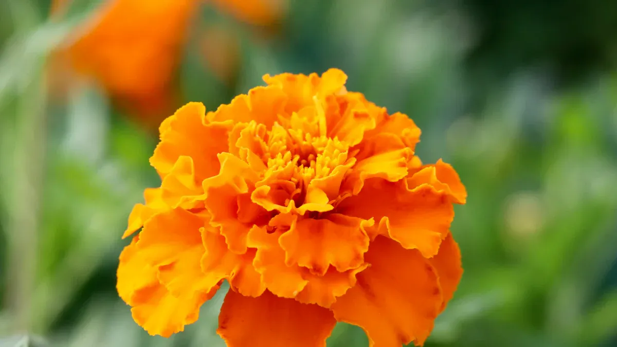 The Importance of Deadheading