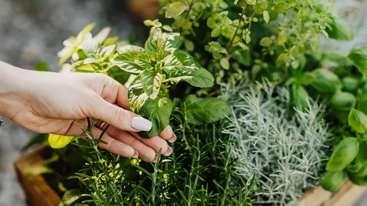 How to Propagate Greek Oregano by Cuttings