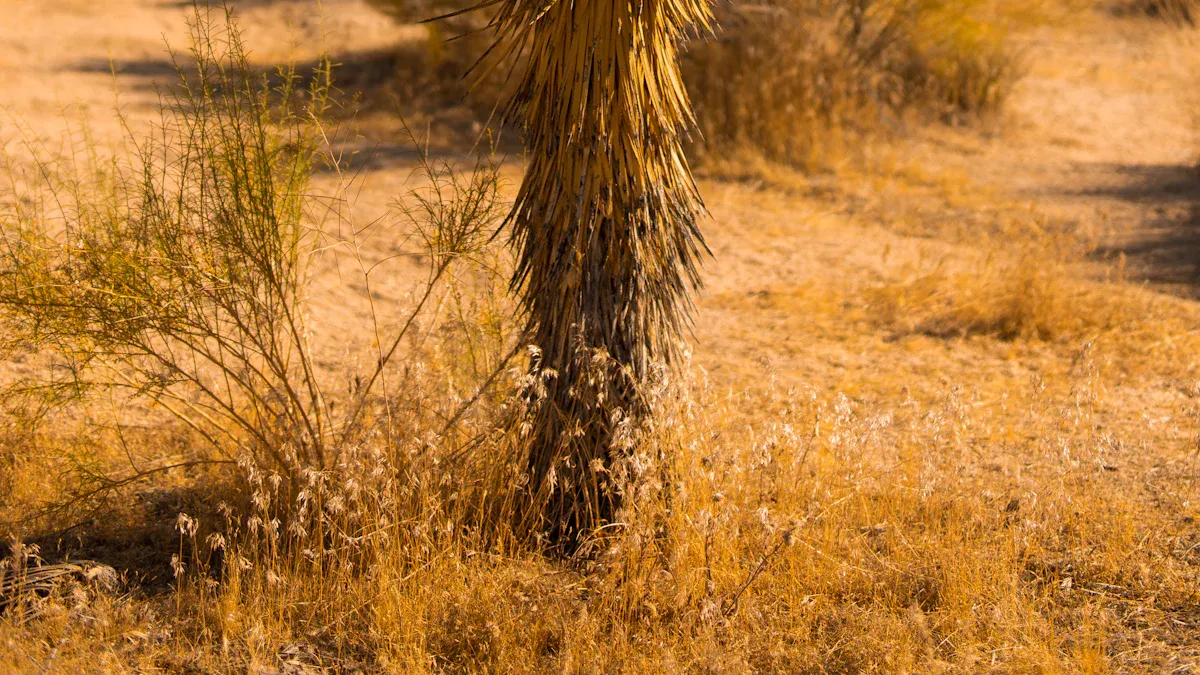 Conditions to Propagate Joshua Trees