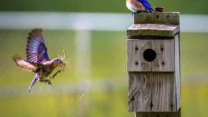 How to Attract Bluebirds to Your Garden
