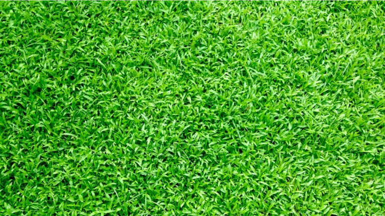Bermuda Grass Varieties: Types and Lawn Care Tips