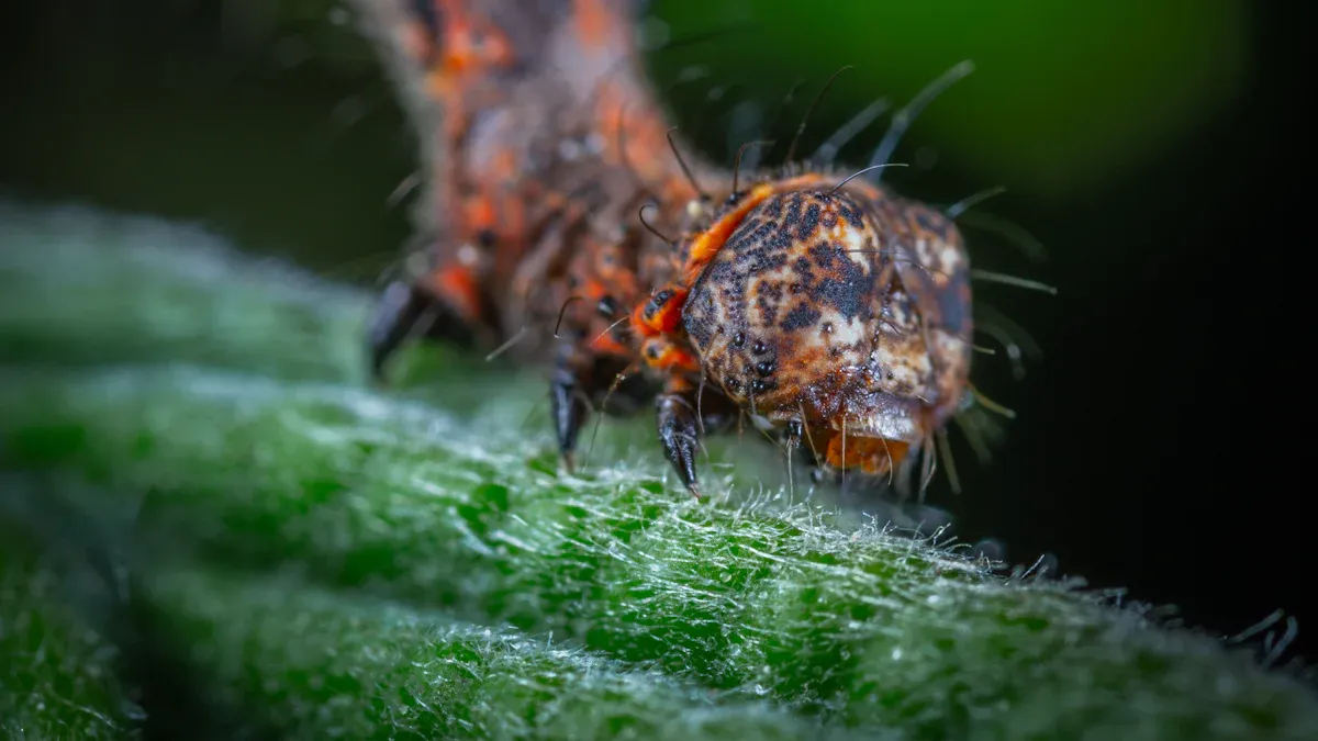 How to Get Rid of Caterpillars on Squash Plant