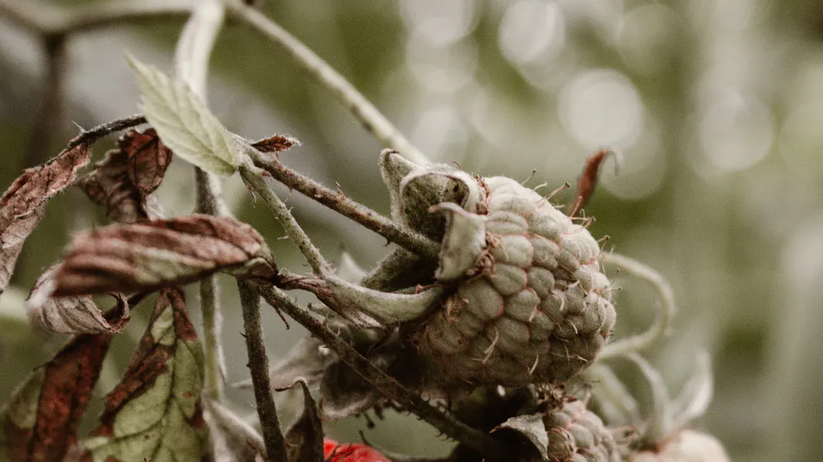 Common Fungal Diseases