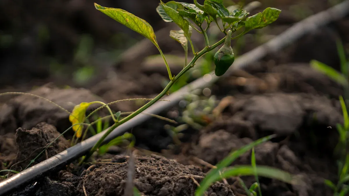 Preparation for Transplant Lady Slipper Plant