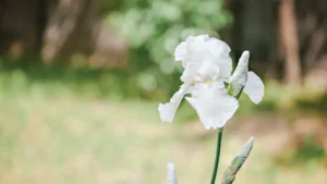 How to Propagate Iris Plants