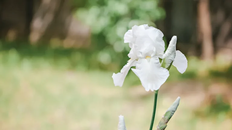 How to Propagate Iris Plants