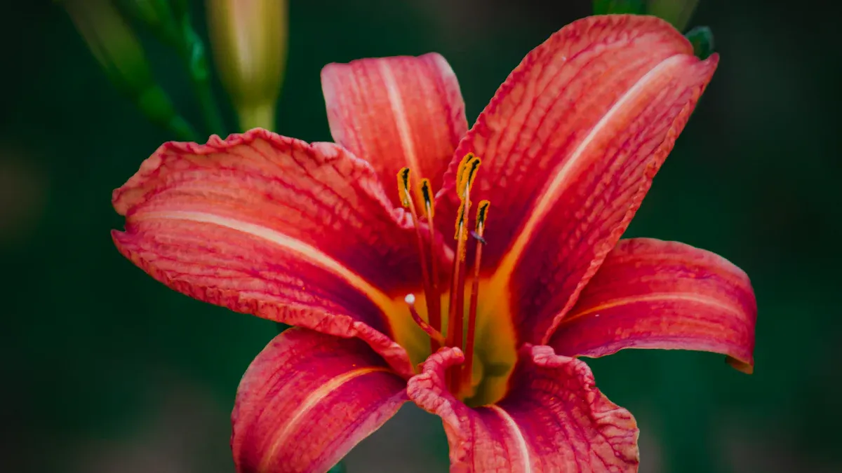 Signs to Divide Daylilies