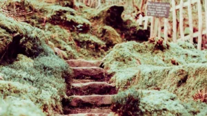 Stages of Growth in Split Rock Plants: Key Phases and Care Tips