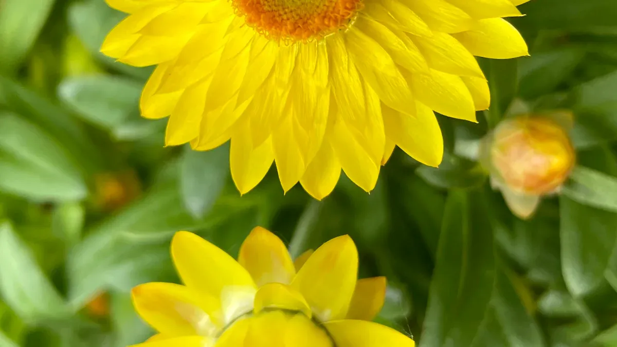 Height of Helichrysum