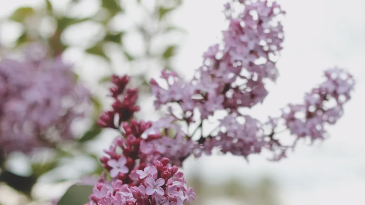 Causes of Lilac Plant Drooping