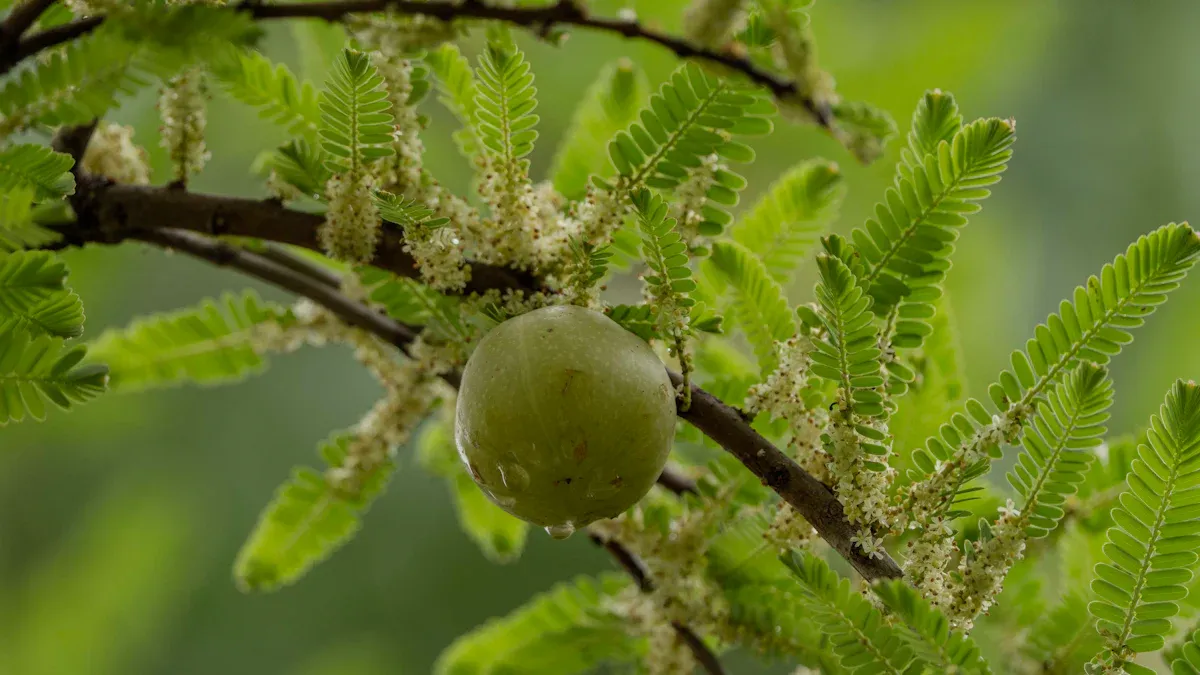 Identifying Gooseberry Pests