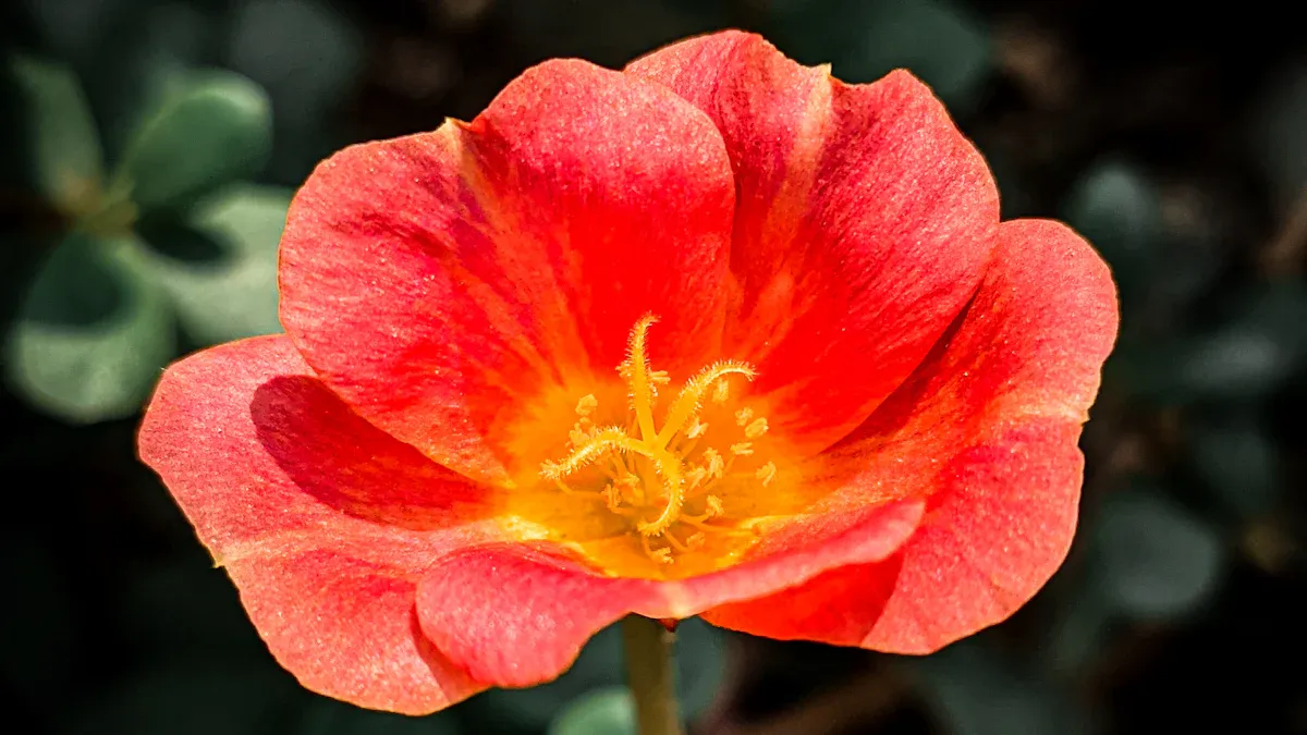 Different Types of Purslane