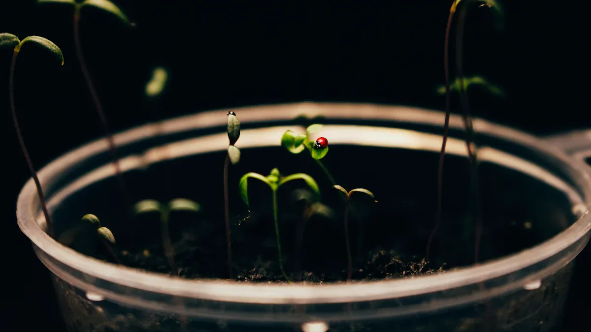 Seed Dormancy