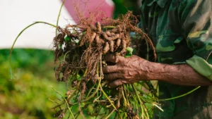 Peas Plant Roots and Stems: A Deep Dive into Healthy Growth