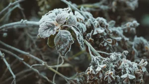 Decay Process in Nature: An In-Depth Guide