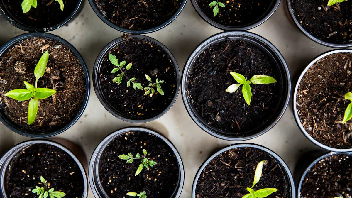 Soursop Plant Seeds Sowing