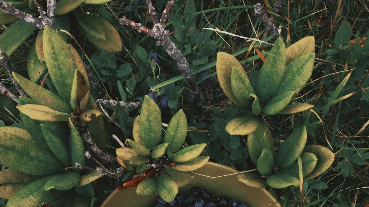 Blueberry Soil Needs