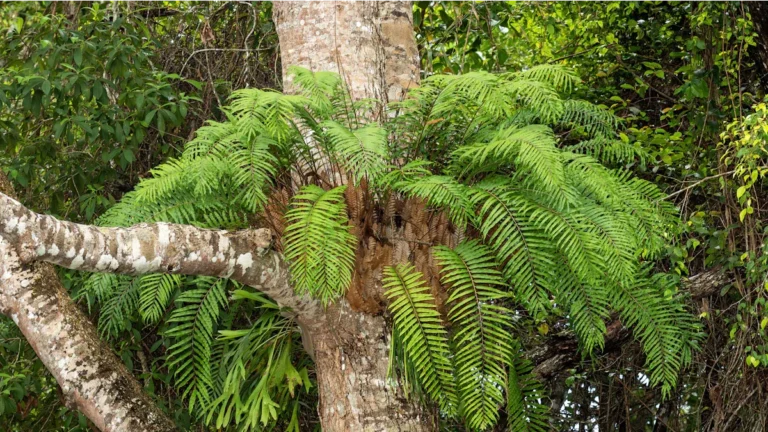 How to Propagate Australian Tree Ferns: The Right Way for Success