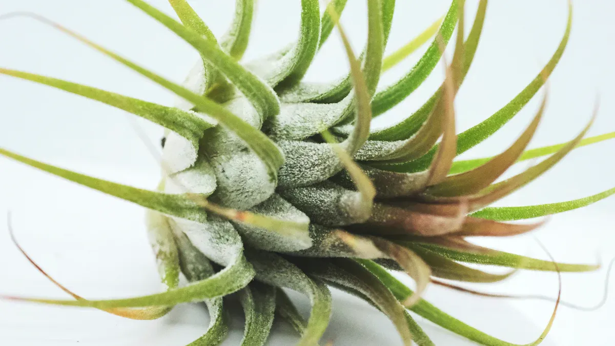 Understanding Air Plants