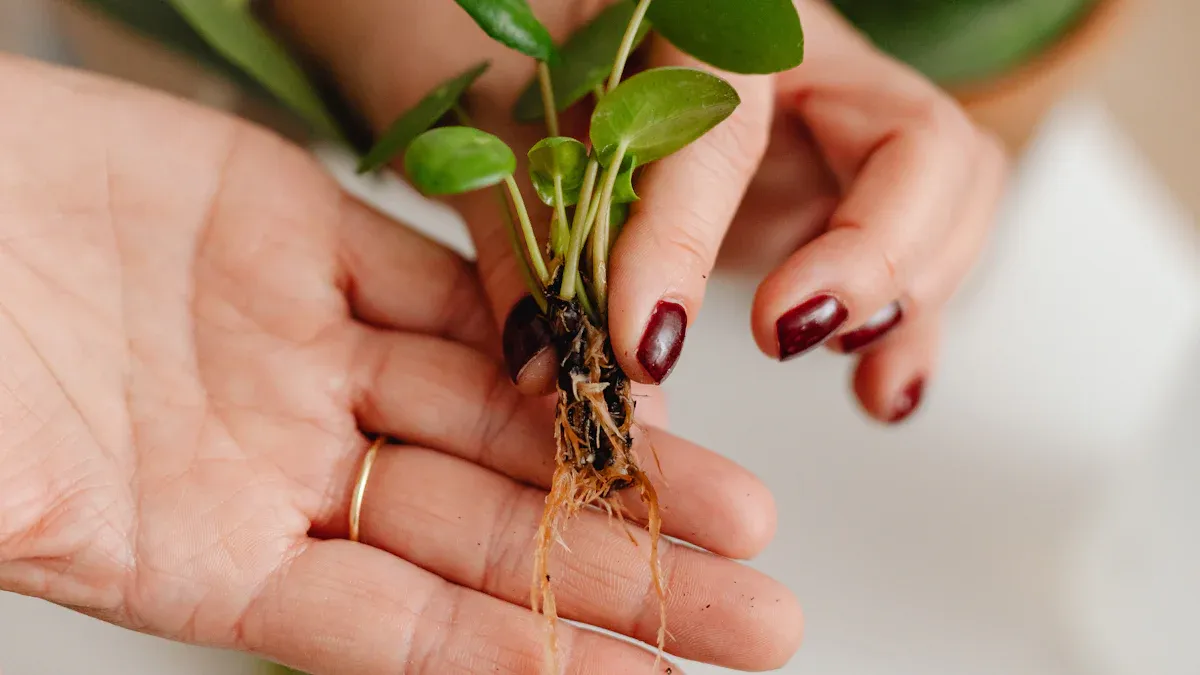 Preparing to Transplant Kiwi Plants