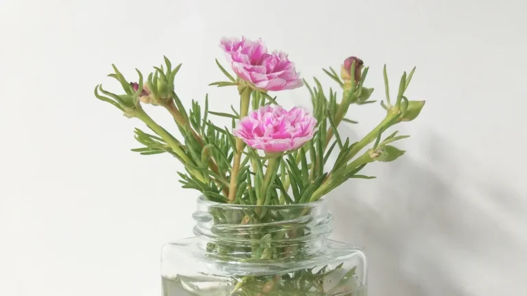 Pruning Portulaca Plants: In-Depth Guide for Effective Trimming and Growth