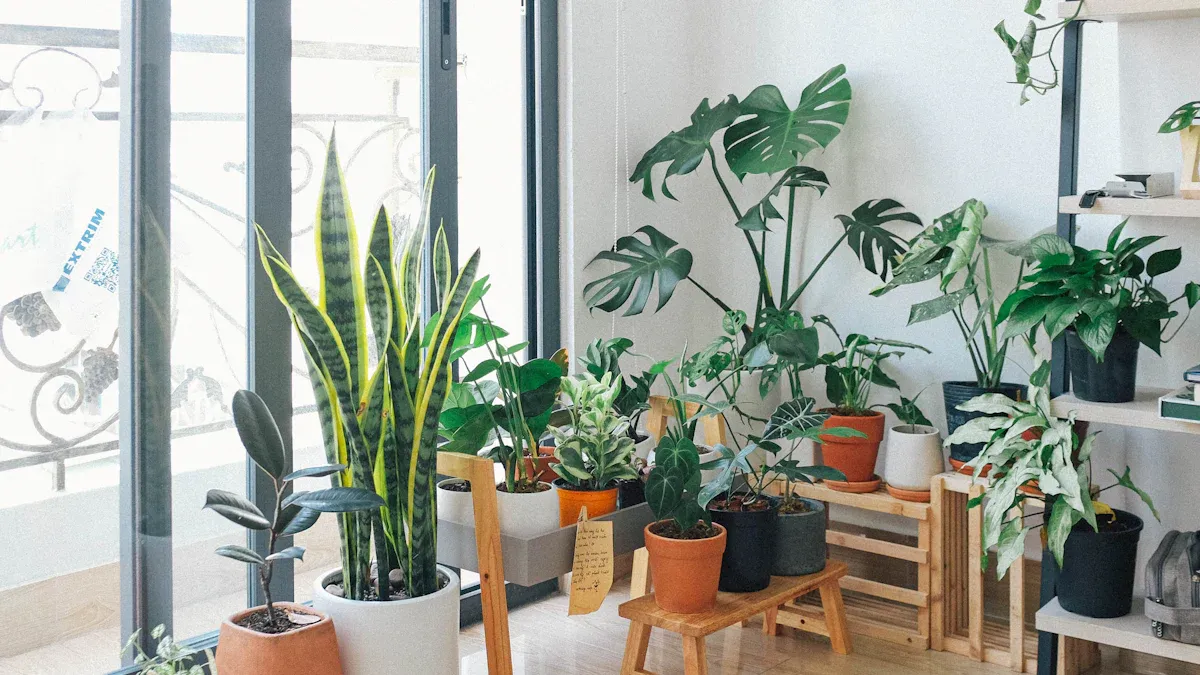 Vicks Plant Light Needs