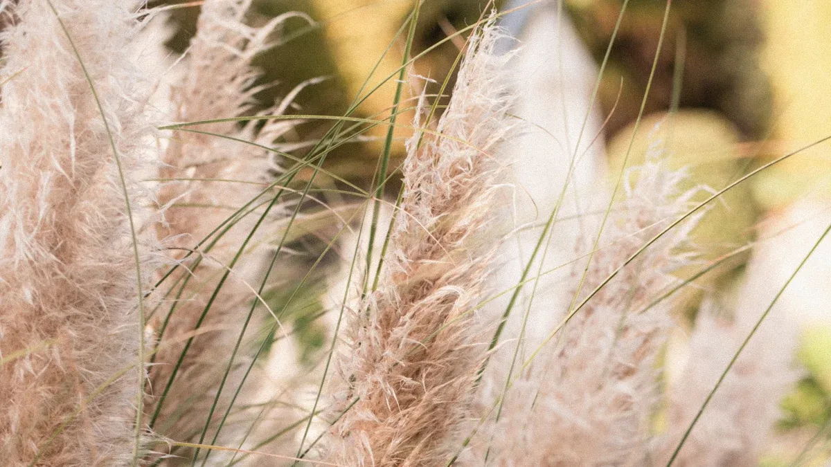 How to Grow Pampas Grass in a Pot