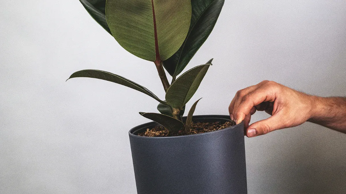 Essential Ficus Care Guide