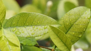 Understanding Chlorosis in Plants: Causes, Symptoms, and Fixes