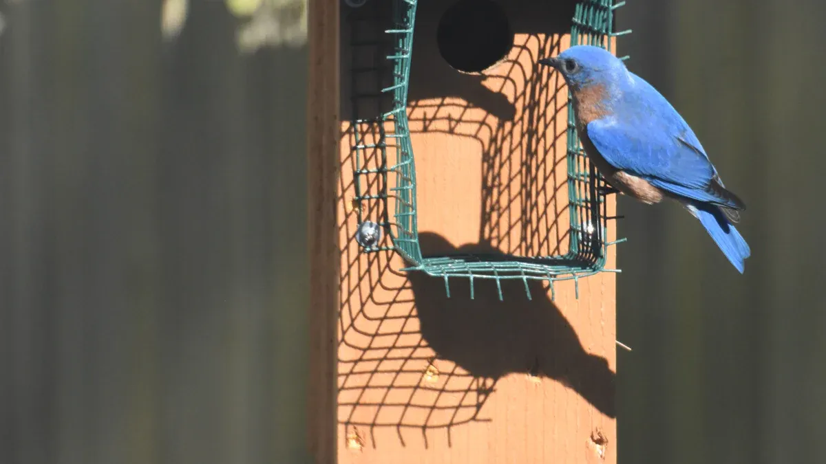 Attract Bluebirds with Food