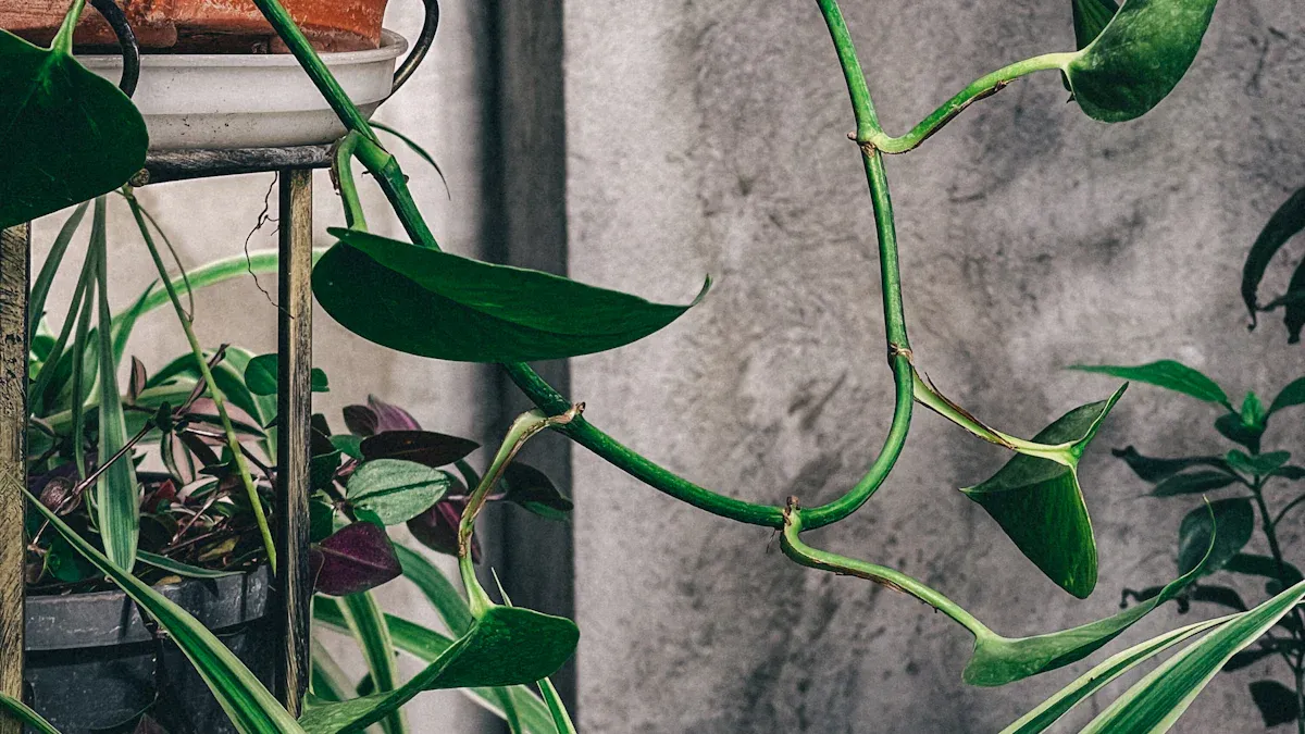 Characteristics of Brazilian Pothos Plants
