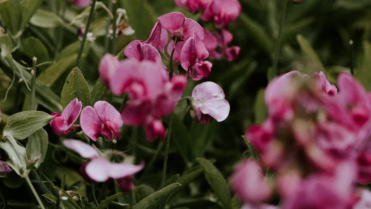 How Quickly Does Sweet Pea Plant Grow?