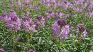 Salt Marsh Gardening: Why It’s the Future of Sustainable Growing