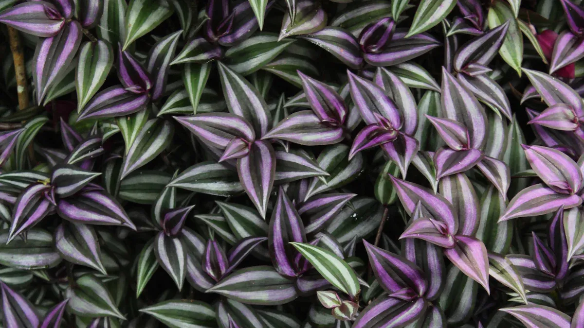 Signs of Stress in Tradescantia Plant Leaves