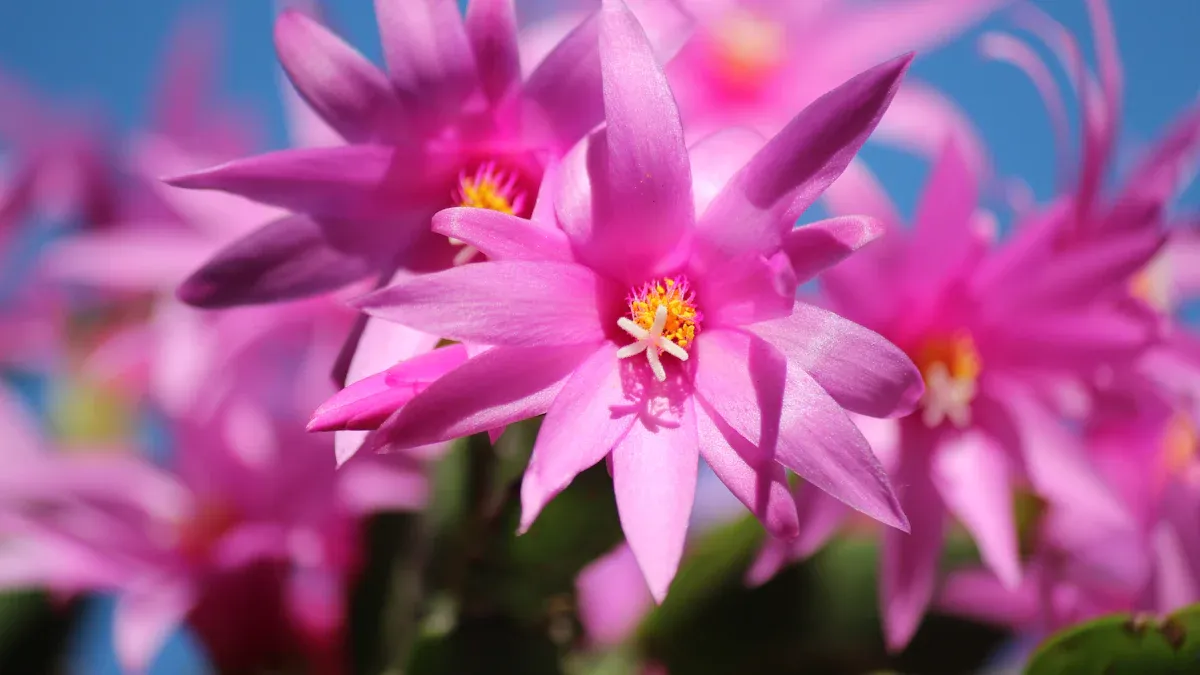 Types of Cactus Flowers: Identification & Colors